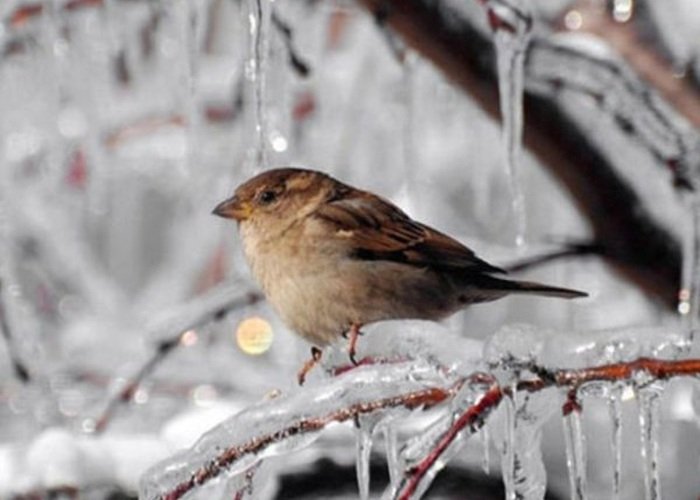 Naxçıvanda ən aşağı temperatur Kükü kəndində qeydə alınıb