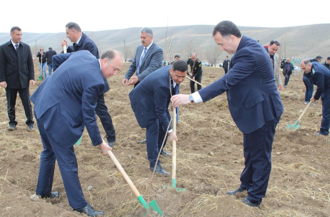 Naxçıvanda “Konstitusiya və Suverenlik İli” çərçivəsində yeni badam bağı salınıb